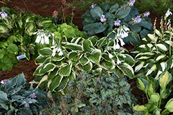 Royal Wedding Hosta (Hosta 'Royal Wedding') at Johnson Brothers Garden Market