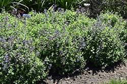 Cat's Pajamas Catmint (Nepeta 'Cat's Pajamas') at Johnson Brothers Garden Market