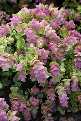 Kirigami Oregano (Origanum 'Kirigami') at Johnson Brothers Garden Market