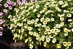 Cabaret Lemon Yellow Calibrachoa (Calibrachoa 'Cabaret Lemon Yellow') at Johnson Brothers Garden Market