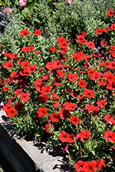 Easy Wave Red Petunia (Petunia 'Easy Wave Red') at Johnson Brothers Garden Market
