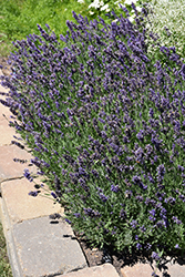 Ellagance Purple Lavender (Lavandula angustifolia 'Ellagance Purple') at Johnson Brothers Garden Market