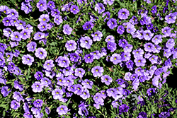 MiniFamous Neo Light Blue Calibrachoa (Calibrachoa 'MiniFamous Neo Light Blue') at Johnson Brothers Garden Market