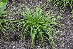 EverColor Everlime Japanese Sedge (Carex oshimensis 'Everlime') at Johnson Brothers Garden Market