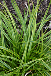 EverColor Everlime Japanese Sedge (Carex oshimensis 'Everlime') at Johnson Brothers Garden Market