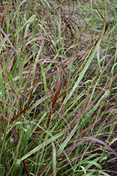 Ruby Ribbons Switch Grass (Panicum virgatum 'Ruby Ribbons') at Johnson Brothers Garden Market