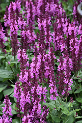 Rose Marvel Meadow Sage (Salvia nemorosa 'Rose Marvel') at Johnson Brothers Garden Market