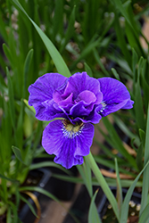 Concord Crush Siberian Iris (Iris sibirica 'Concord Crush') at Johnson Brothers Garden Market