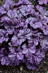 Dolce Wildberry Coral Bells (Heuchera 'Wildberry') at Johnson Brothers Garden Market