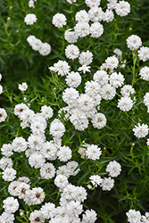 Peter Cottontail Yarrow (Achillea ptarmica 'Peter Cottontail') at Johnson Brothers Garden Market