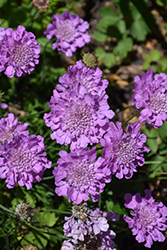 Flutter Rose Pink Pincushion Flower (Scabiosa columbaria 'Balfluttropi') at Johnson Brothers Garden Market