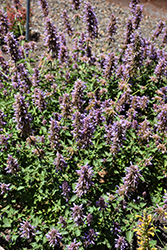 Poquito Dark Blue Hyssop (Agastache 'TNAGAPDB') at Johnson Brothers Garden Market